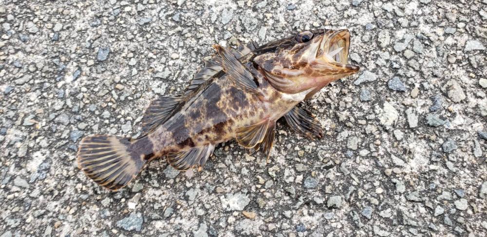 アジ探し@泉佐野