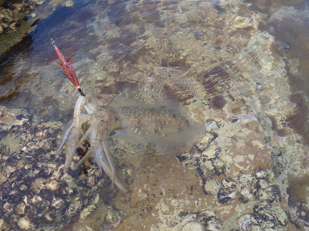 短時間エギングIN対馬