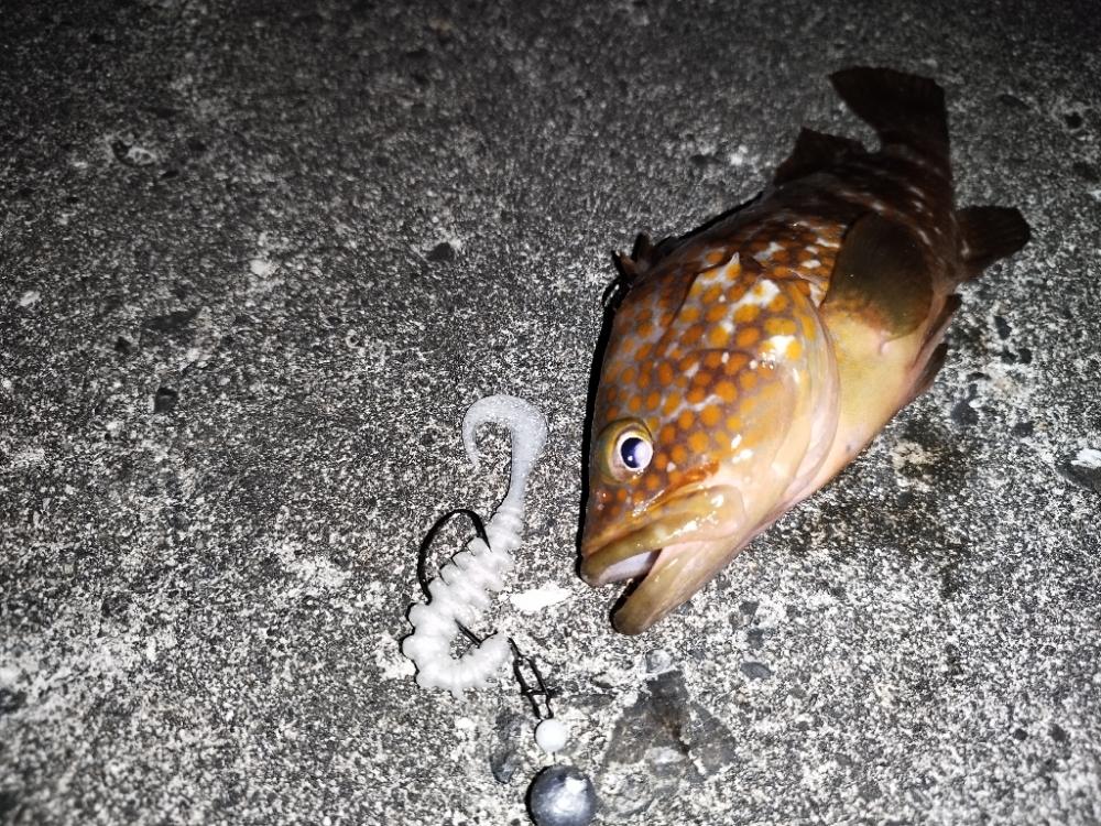 初場所でアコウ