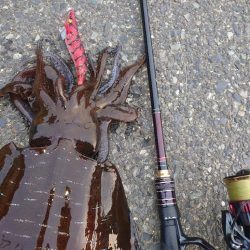 夕方短時間エギングIN対馬