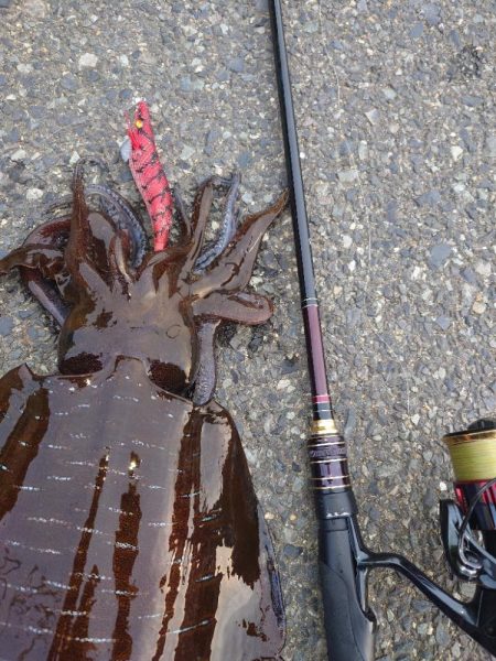 夕方短時間エギングIN対馬