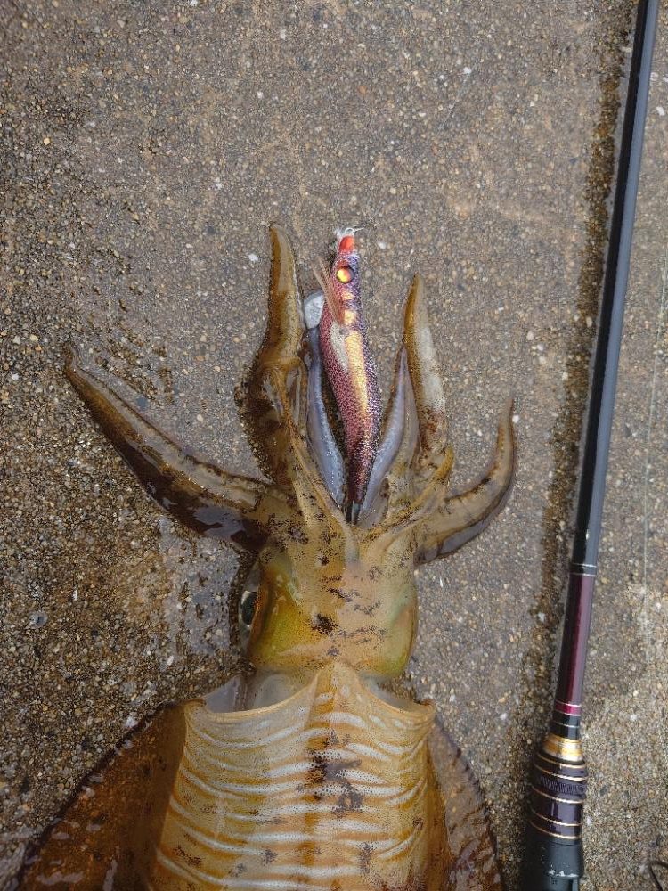 雨エギングIN対馬