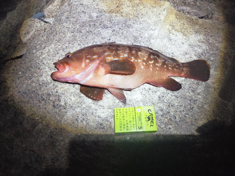 シーズンイン！