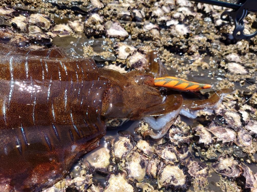 ランガンエギングIN対馬