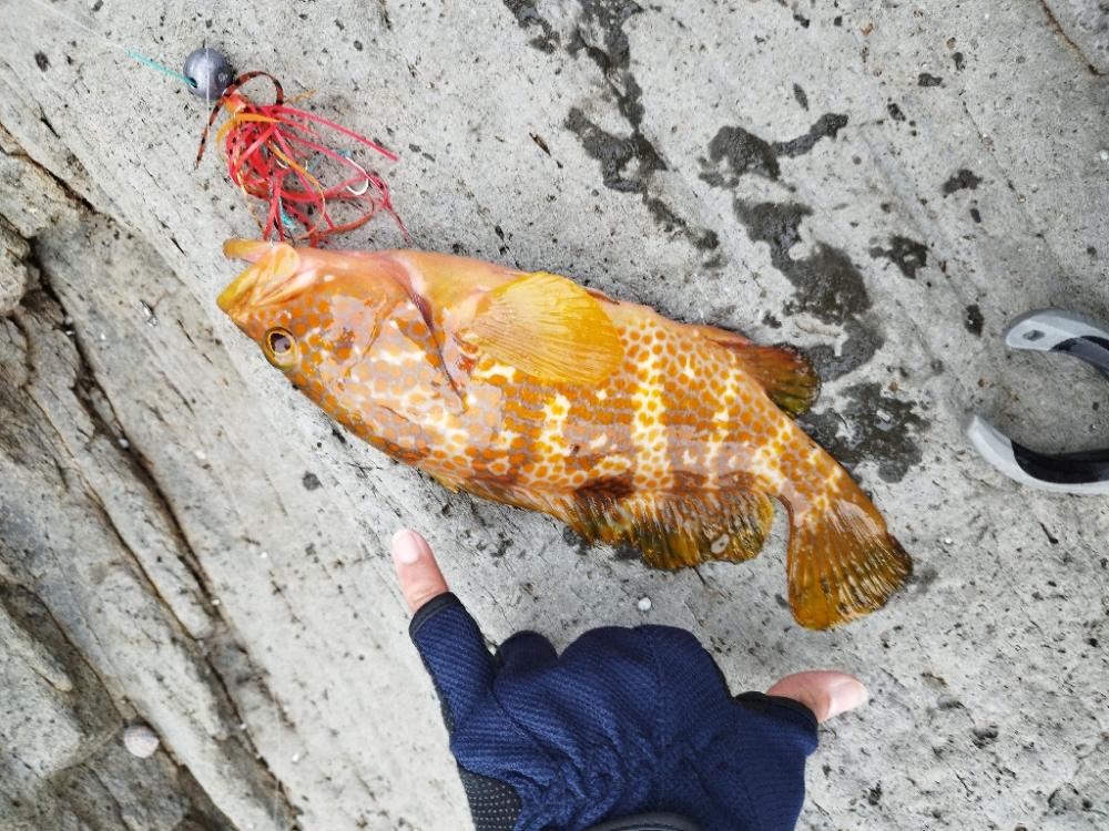 自作タイラバでアコウ