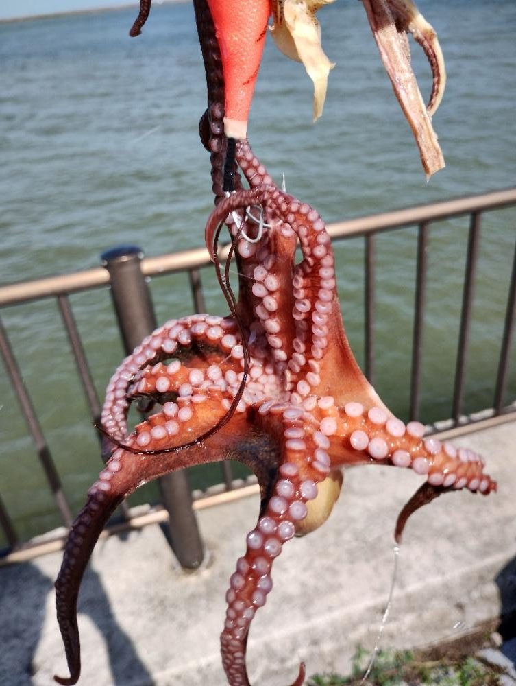 大雨後のタコ調査