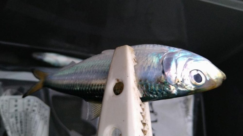 久しぶりの鳥取港釣行