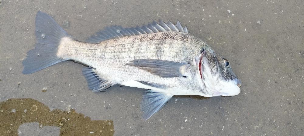 アジングロッドで