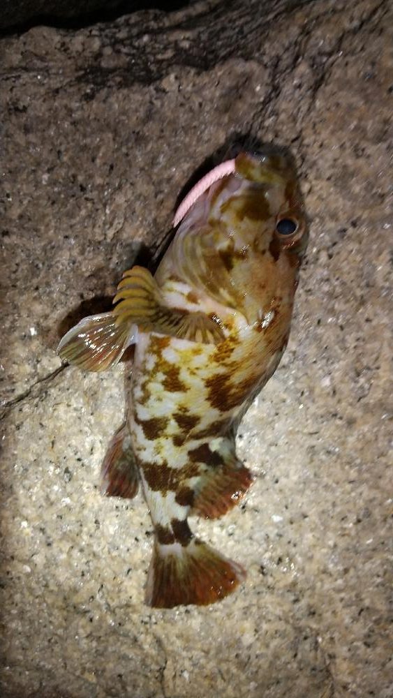 やっとメバルが釣れました。