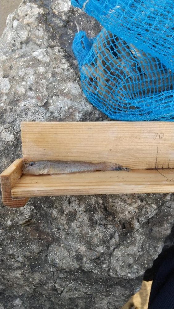 デキハゼ～ベビーホタテトライ