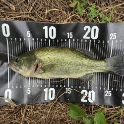 ブラックバス29センチ