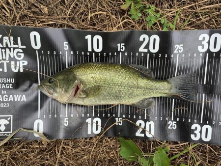 ブラックバス29センチ
