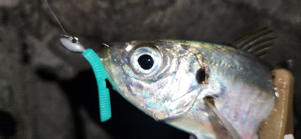 ところ変わり・・・