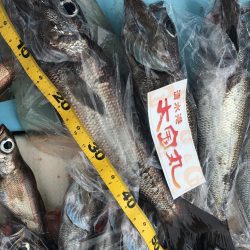 大爆釣! 駿河湾 中深海 スロージギングもok 遊漁船 大宝丸