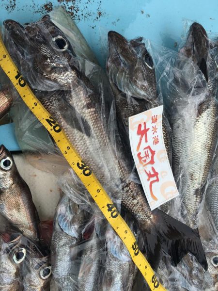 大爆釣! 駿河湾 中深海 スロージギングもok 遊漁船 大宝丸