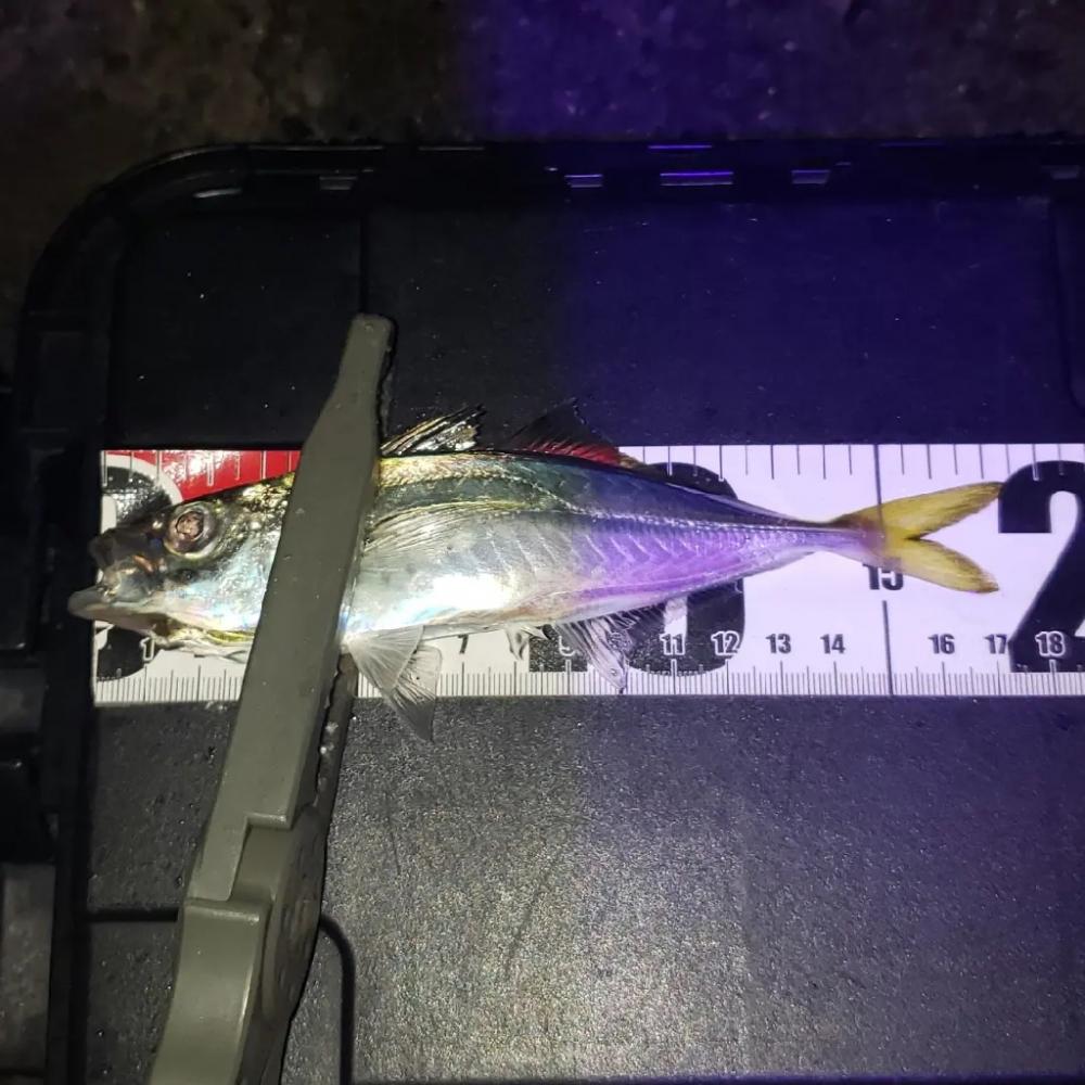 産卵絡みのアジ