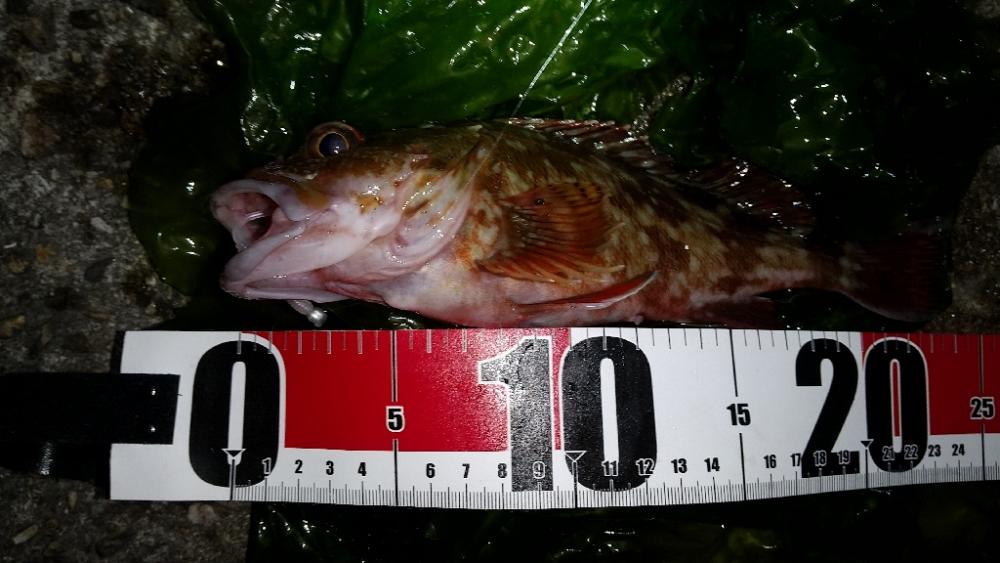 メバルを求めて