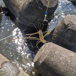 霞ヶ浦テナガエビ 絶好調