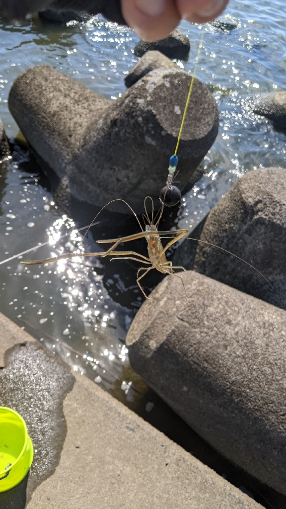 霞ヶ浦テナガエビ 絶好調