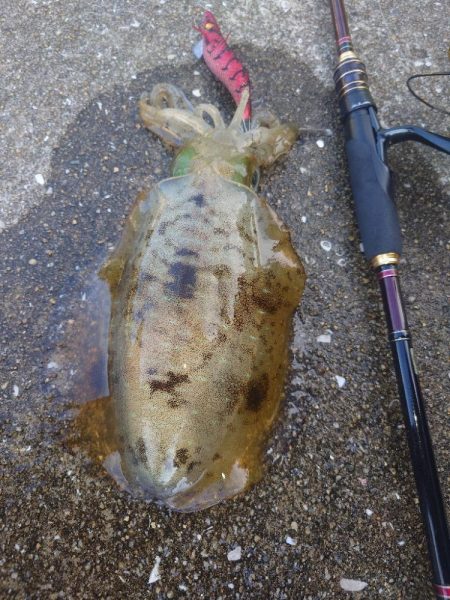 夕マズメエギングIN対馬