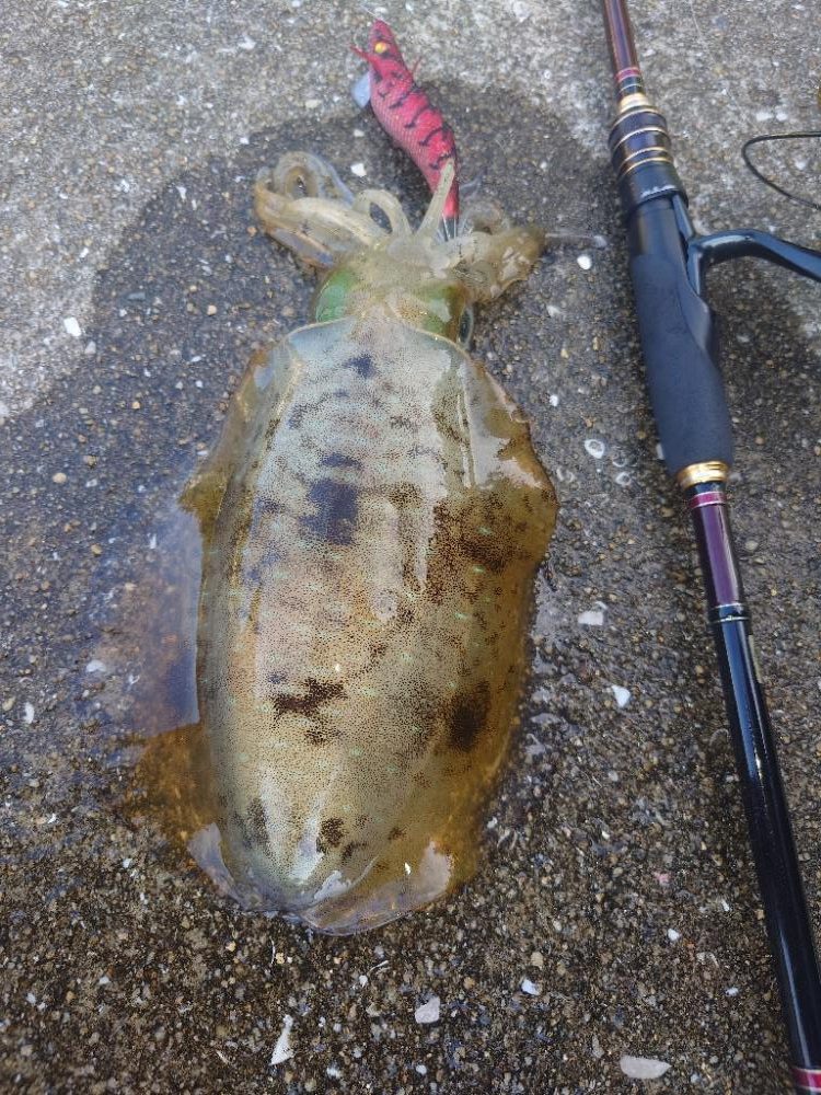 夕マズメエギングIN対馬