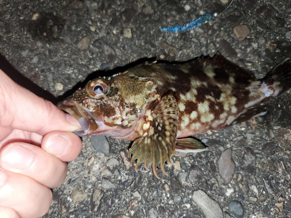 夜な夜な漁港巡り