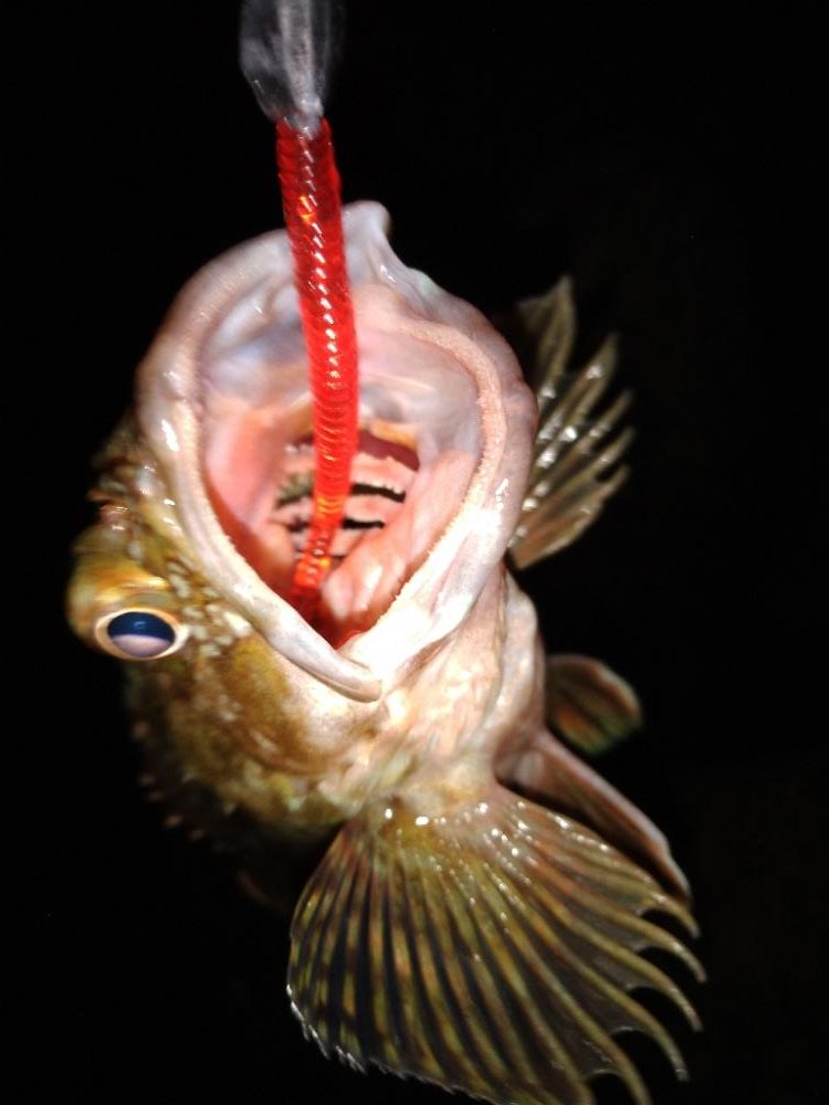 ちょい釣り20230624