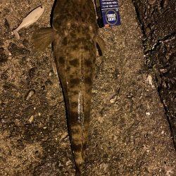 マゴチ＆オオモンハタ