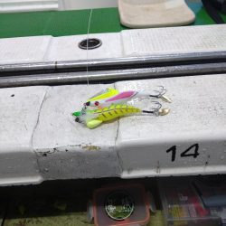 今シーズン初タコ＆公式ユーザー初仕事