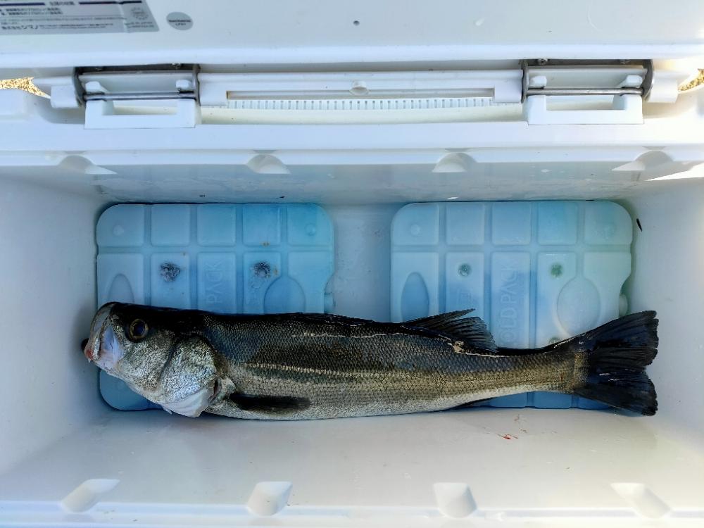 漁船パターンとクサフグ