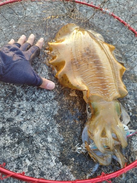 ついに来た！春イカ