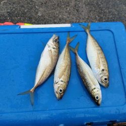 泉佐野ドラム缶