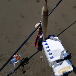 近場でキス釣り