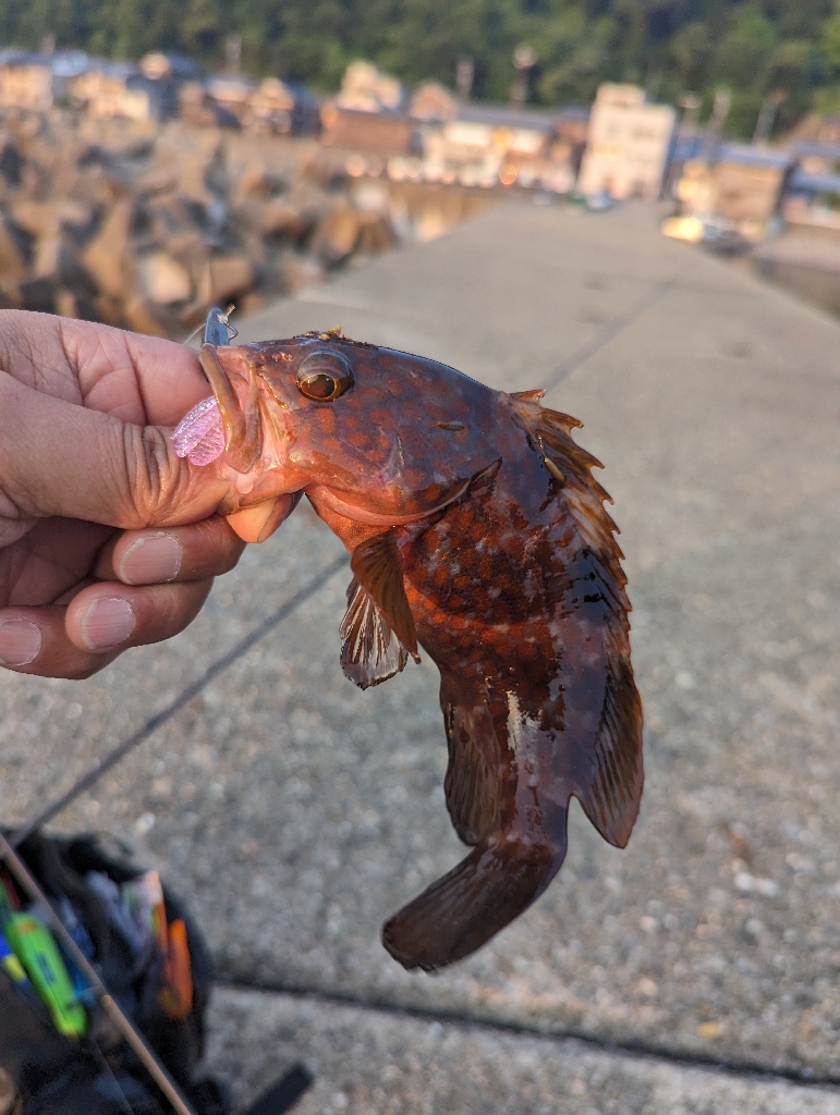 陸っぱり釣行記
