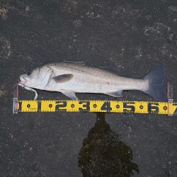 御無沙汰、鱸さん!