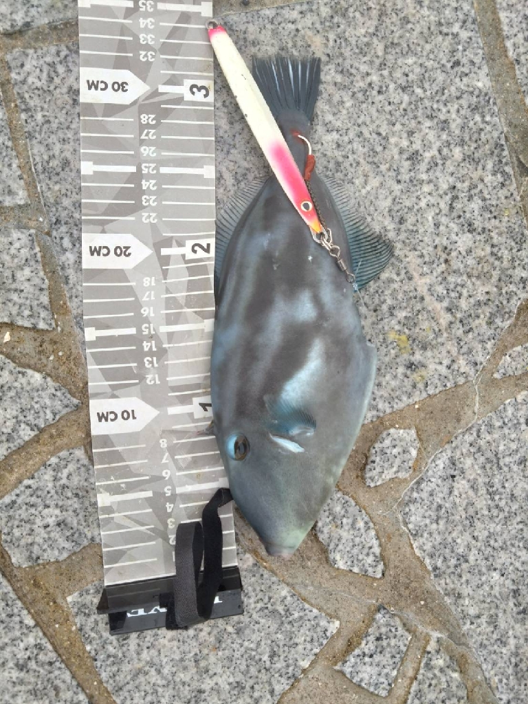 鬼あわせ入れたら…