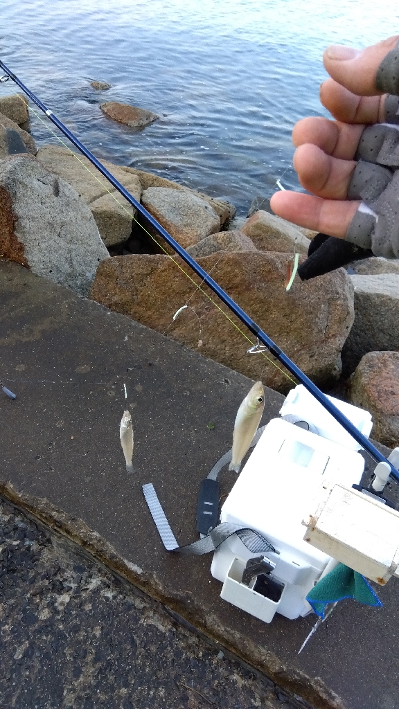 苅屋海岸のキス釣り