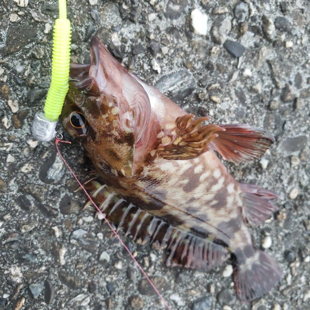 ロックフィッシュ釣行