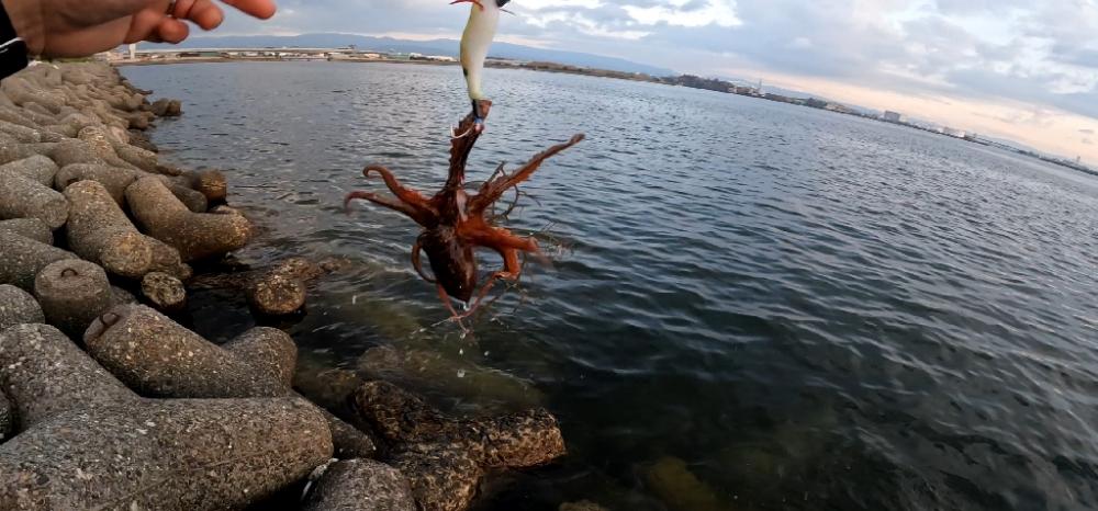 タコタコタコエイ(; ꒪ㅿ꒪)