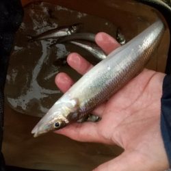 ウロコ付け〜キス