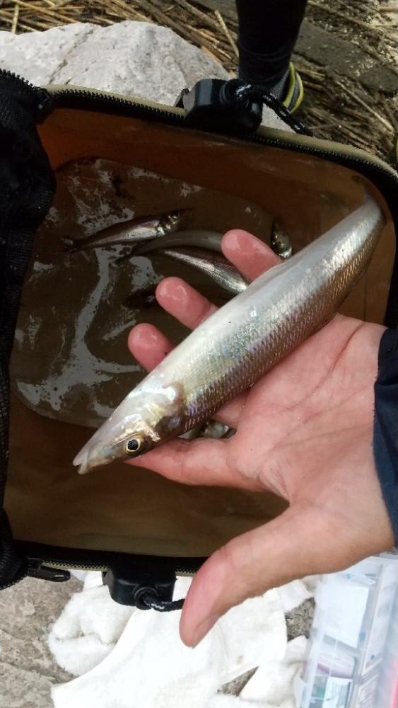 ウロコ付け〜キス