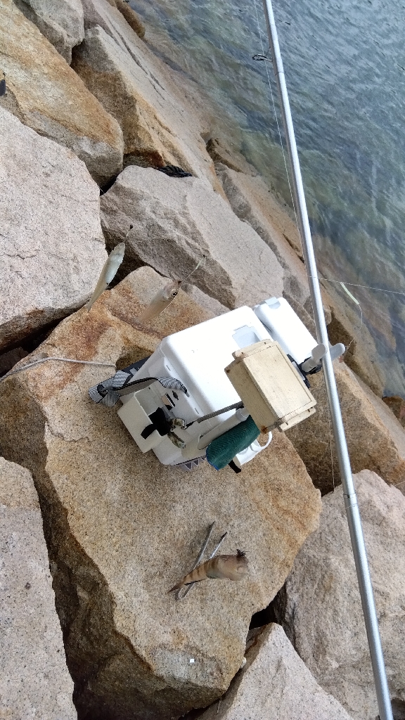 室津のキス釣り