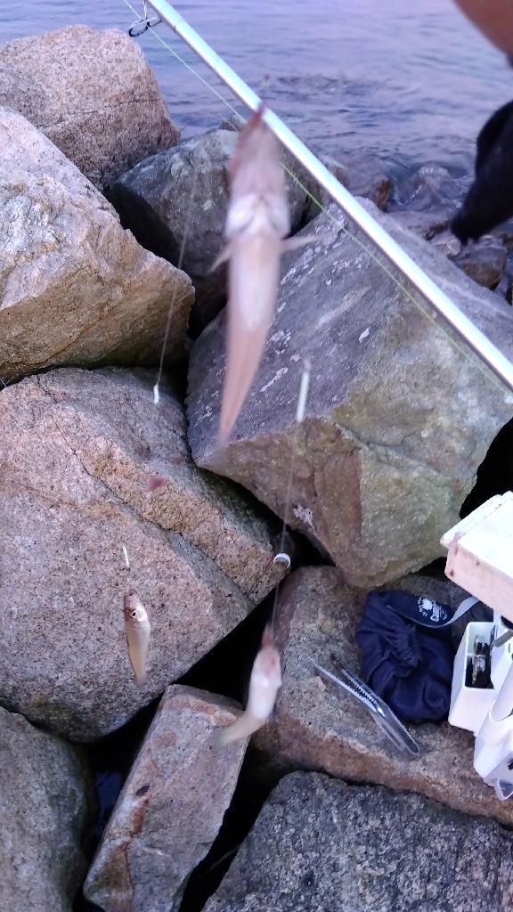 大塩海岸のキス釣り