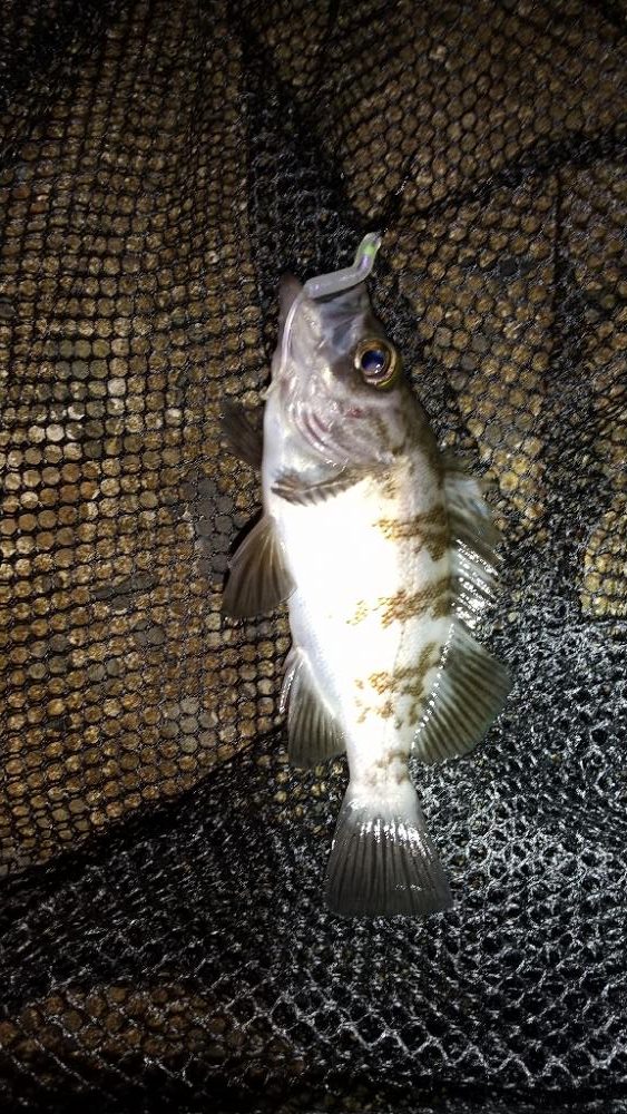 メバルを求めて