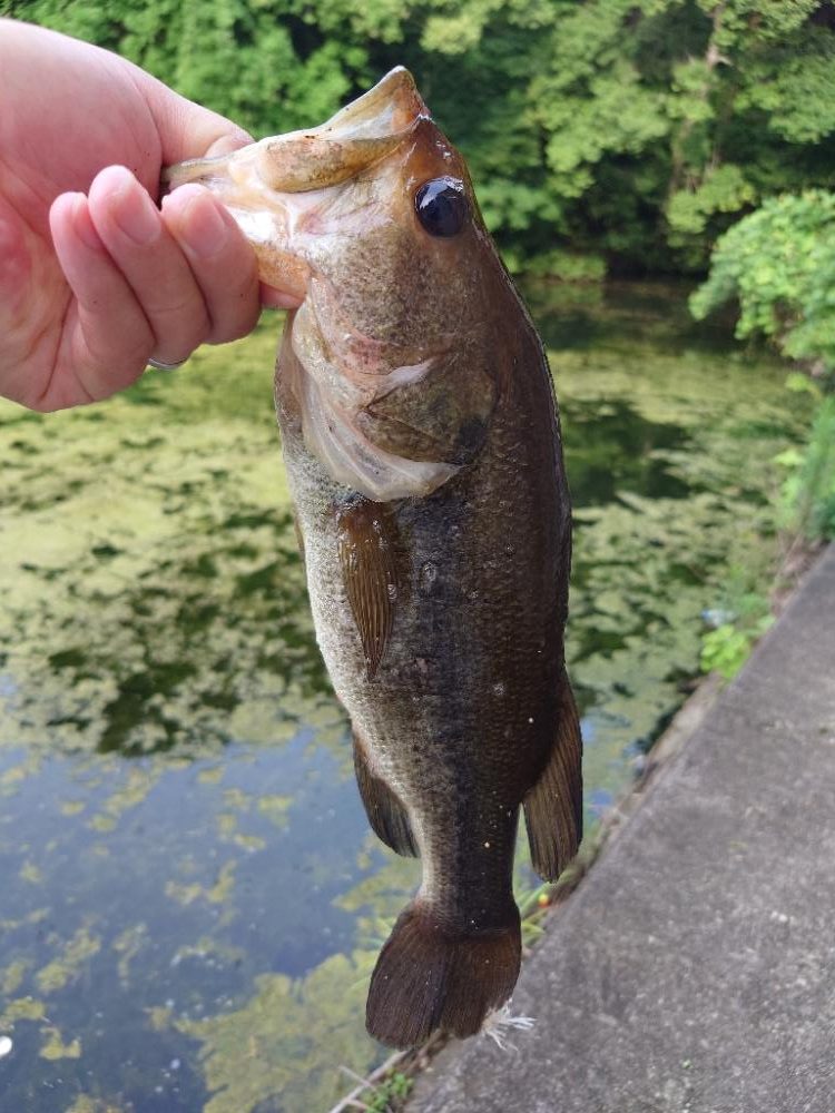 パンチショットか