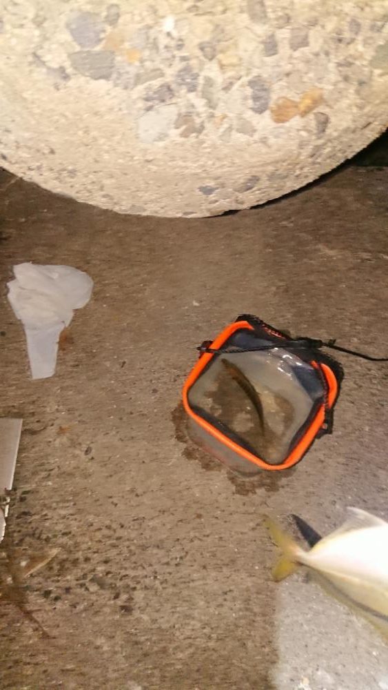 やっぱりアジング難しい