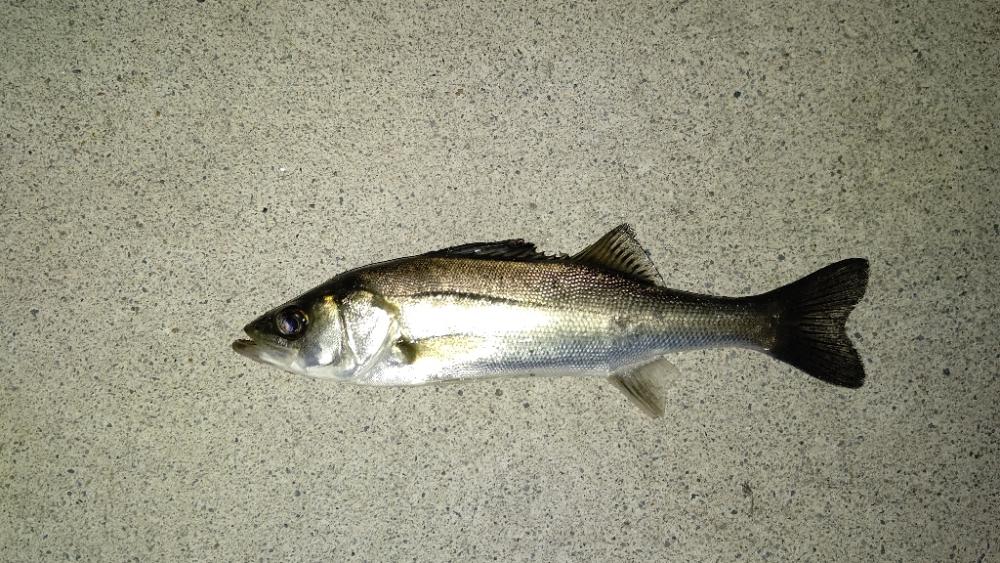 お持ち帰りサイズのシーバス ゲット😊