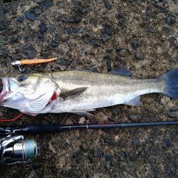 早朝シーバスゲーム