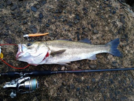 早朝シーバスゲーム