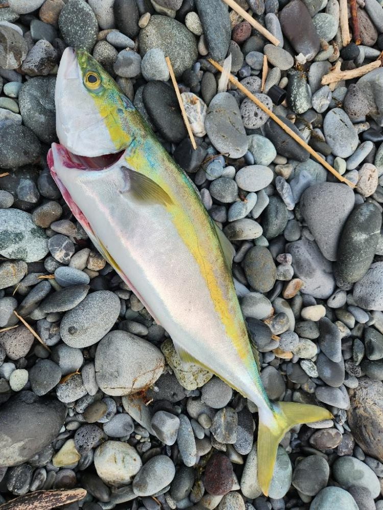 ショアジギング